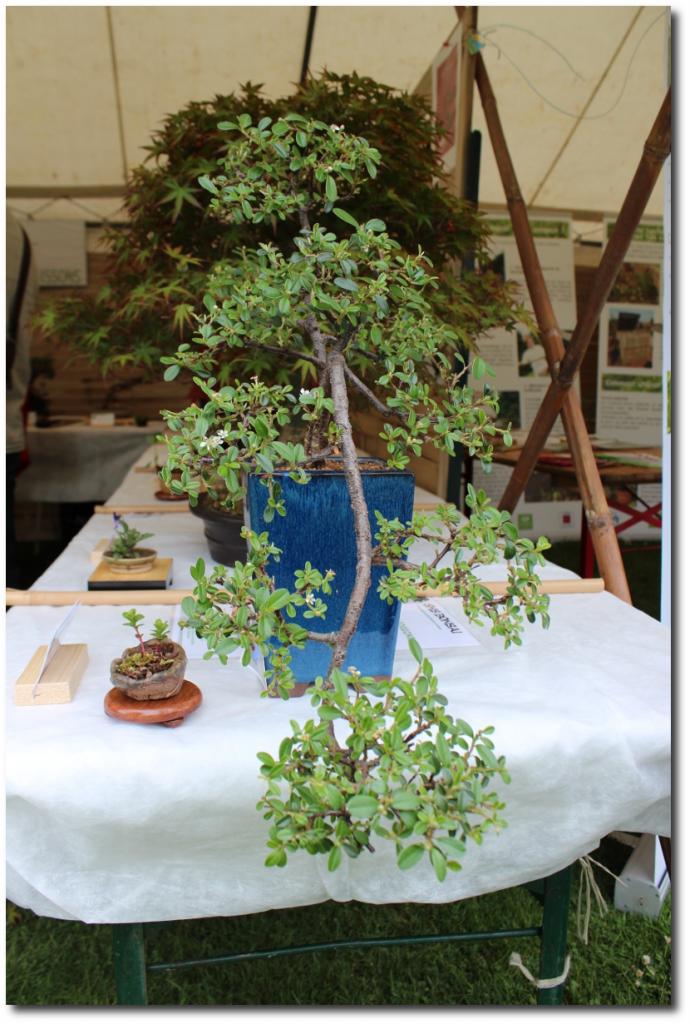 Cotonéaster en cascade